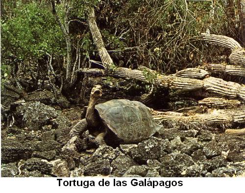 Tortuga de las Galápagos.jpg